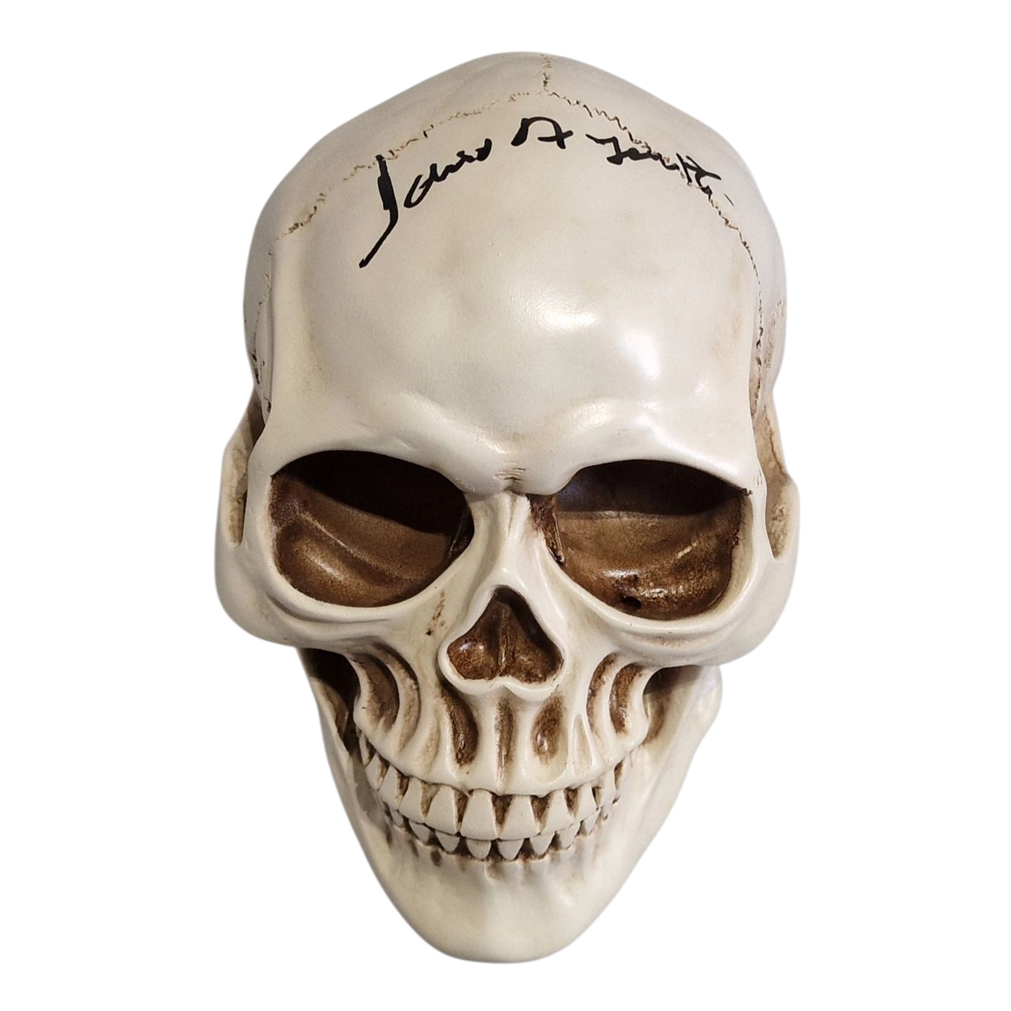 Life Size Skull Prop Replica Signed by Dario Argento Horror Movie Memorabilia