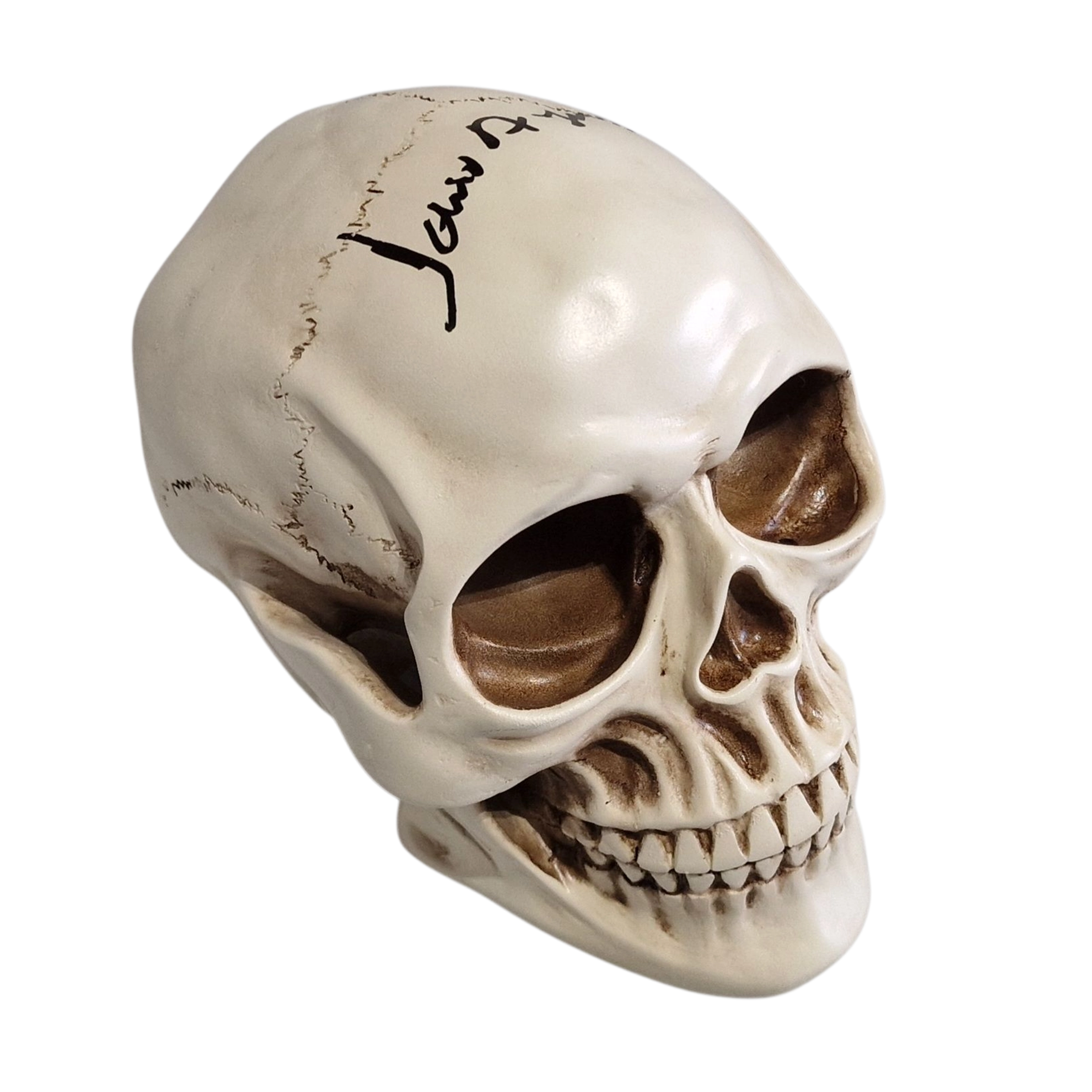 Life Size Skull Prop Replica Signed by Dario Argento Horror Movie Memorabilia - Image 3