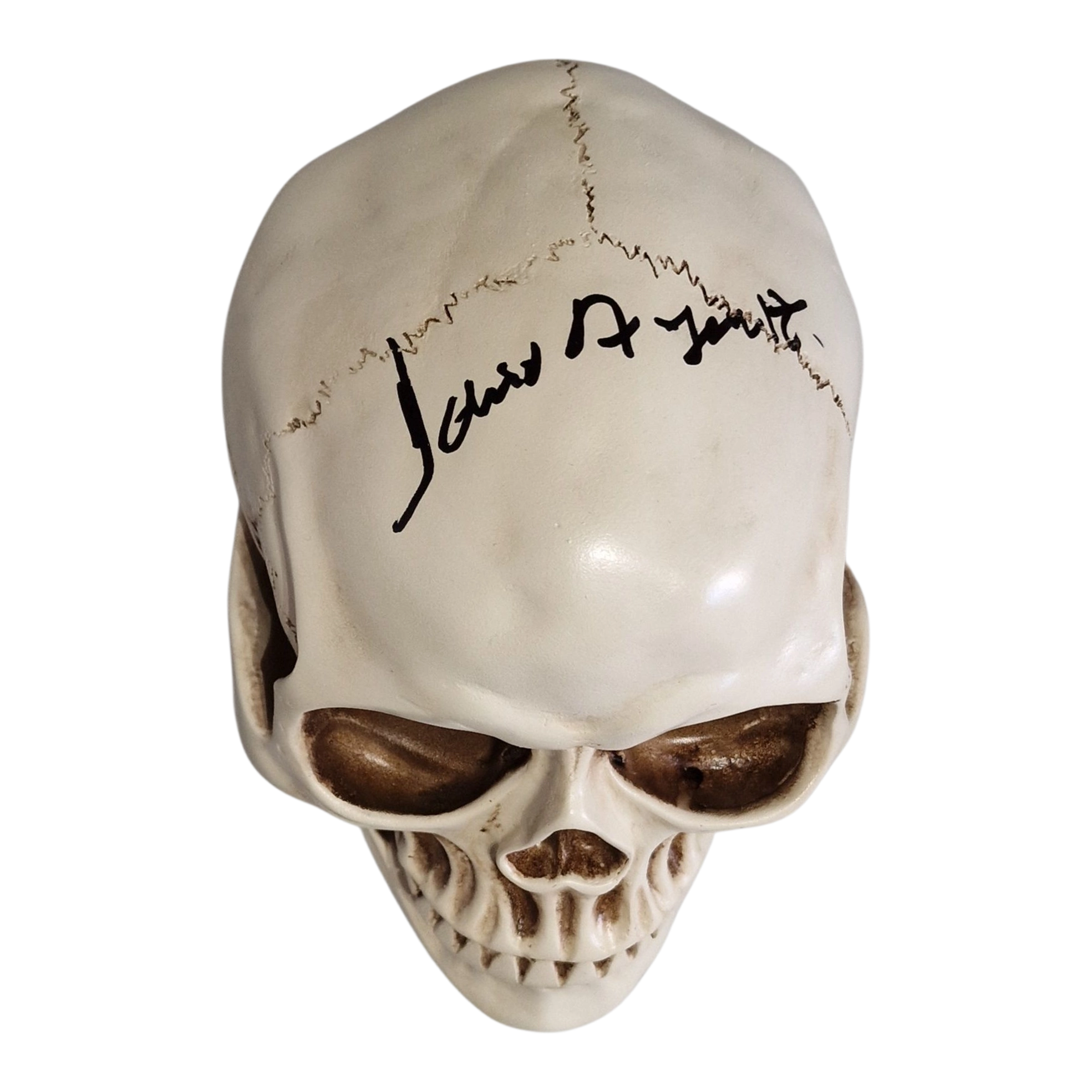 Life Size Skull Prop Replica Signed by Dario Argento Horror Movie Memorabilia - Image 4