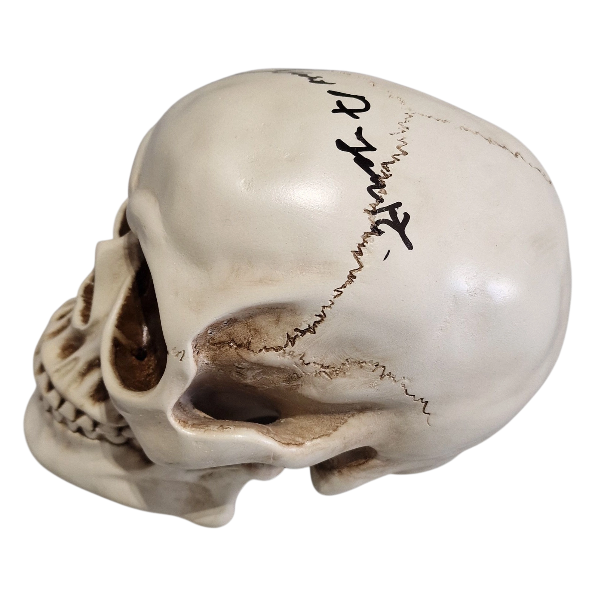 Life Size Skull Prop Replica Signed by Dario Argento Horror Movie Memorabilia - Image 5
