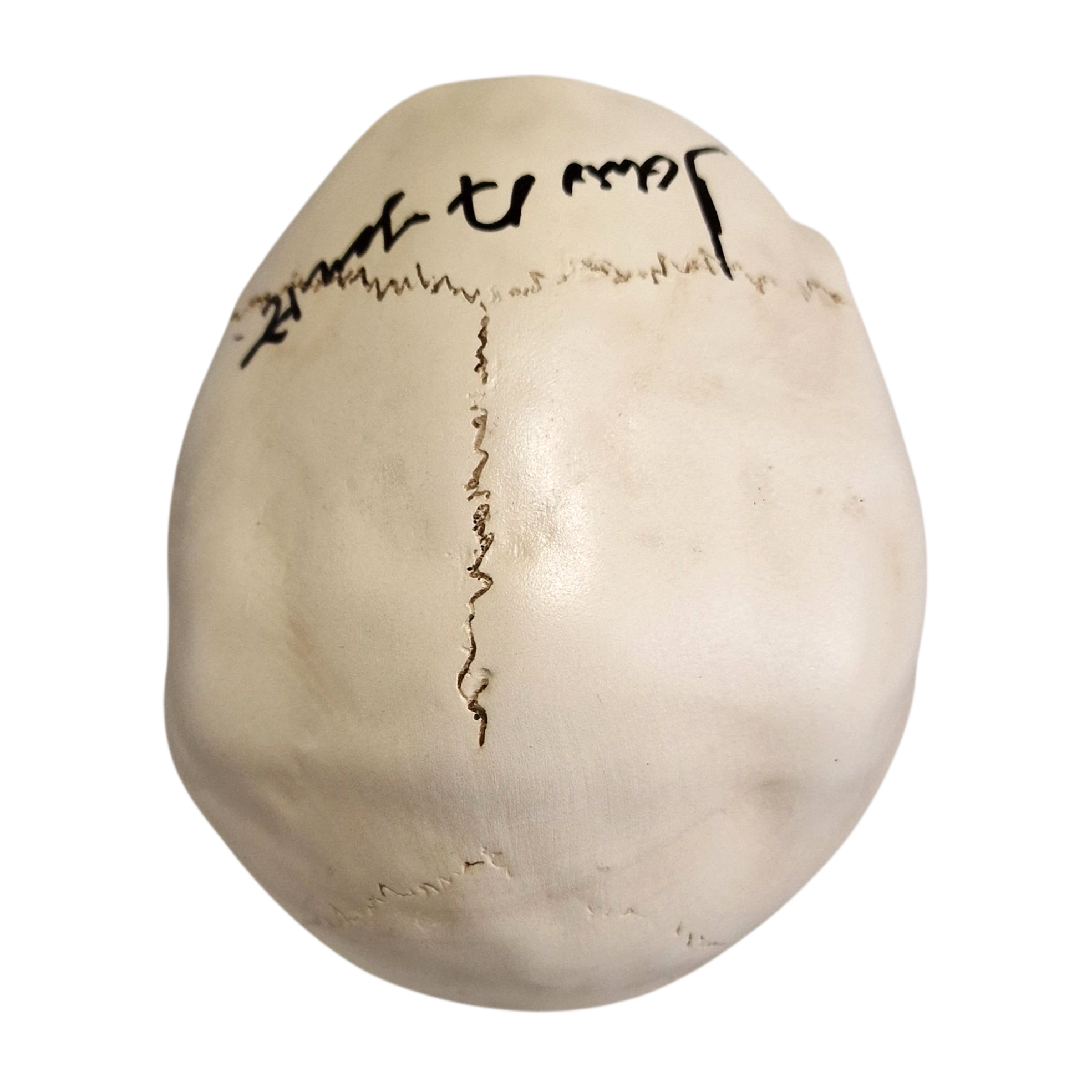 Life Size Skull Prop Replica Signed by Dario Argento Horror Movie Memorabilia - Image 6