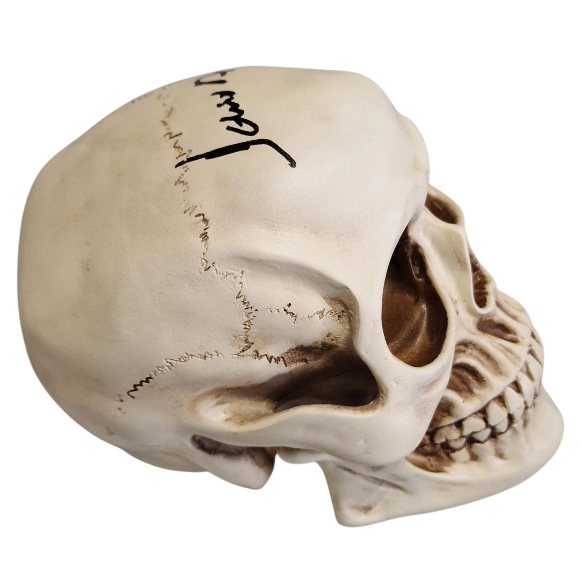 Life Size Skull Prop Replica Signed by Dario Argento Horror Movie Memorabilia - Image 7